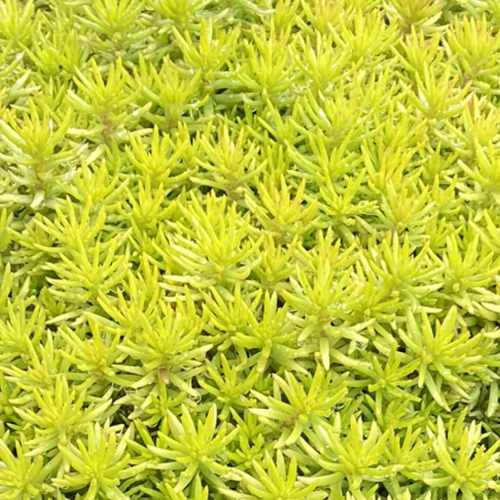 Tight & Tidy™ Yellow Angelina Stonecrop